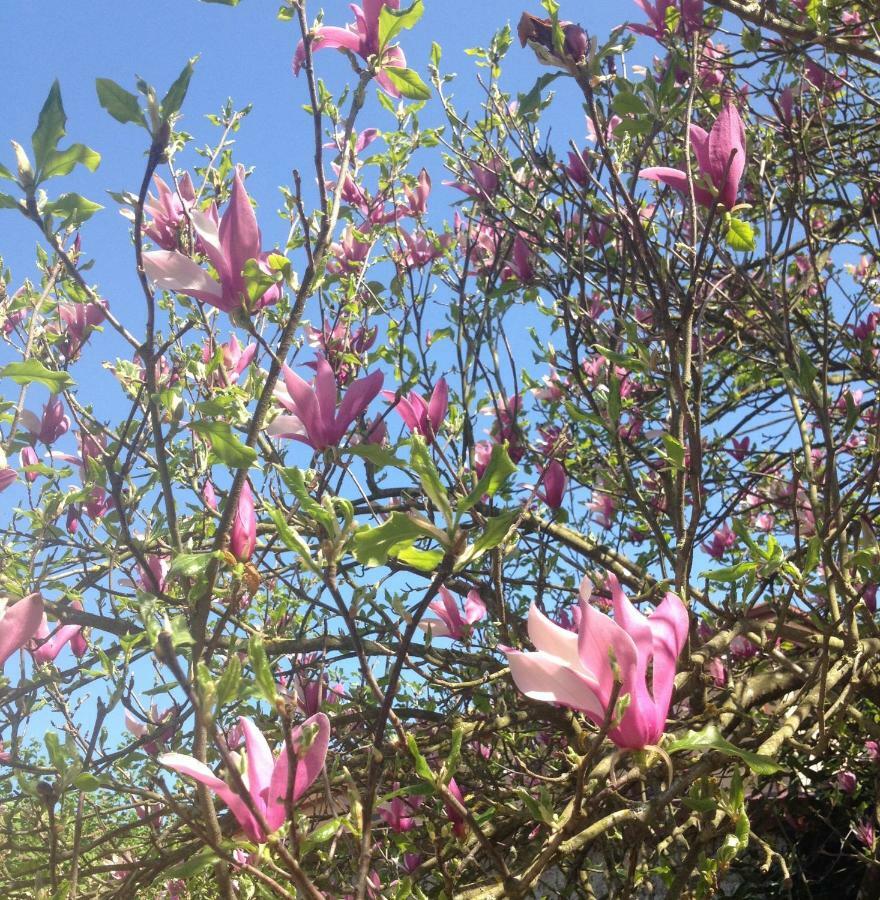 La Magnolia Riccò del Golfo di Spezia Exterior foto