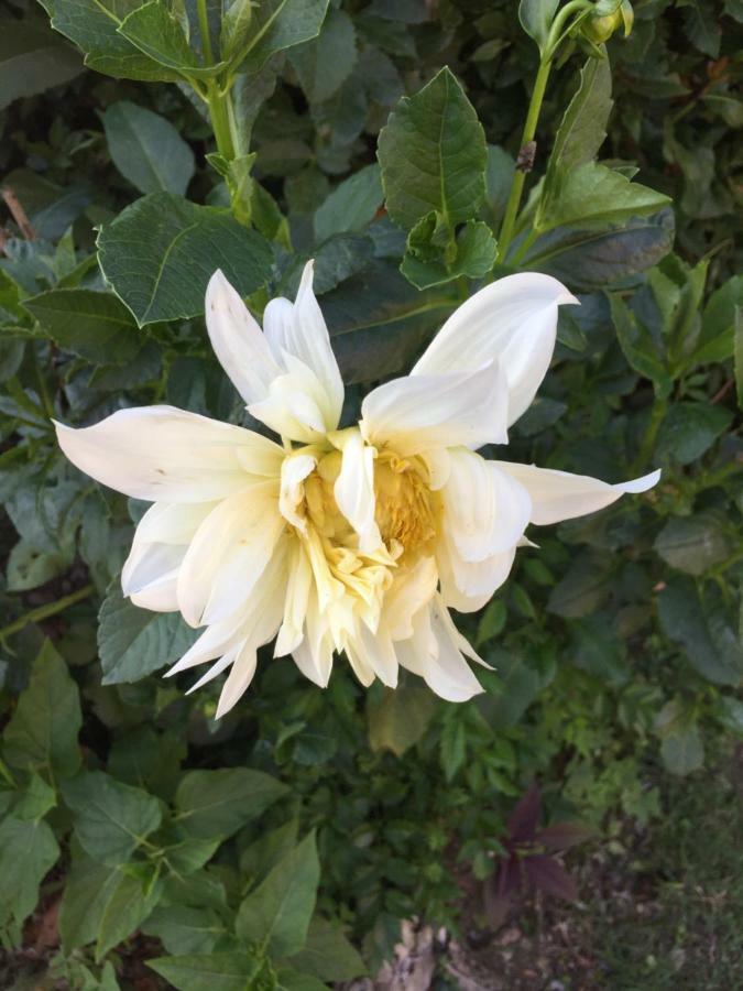 La Magnolia Riccò del Golfo di Spezia Exterior foto
